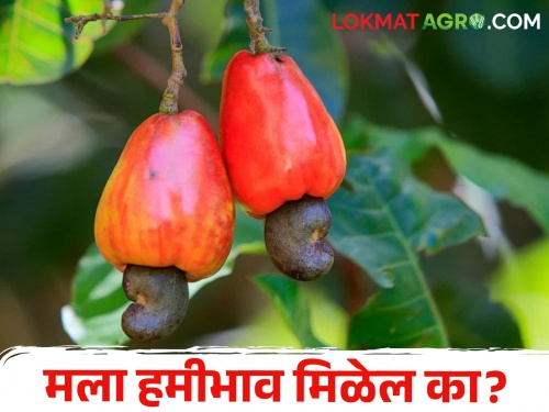 Cashews are the main economic crop of Konkan | कोकणातील अर्थकारण ठरविणारं पिक 'काजू'
