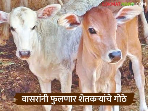 latest news Cattle Breeding Scheme: Farmers' cowsheds will be filled with calves; New initiative of Animal Husbandry Department read in details | Cattle Breeding Scheme : वासरांनी फुलणार शेतकऱ्यांचे गोठे; पशुसंवर्धन विभागाचा नवा उपक्रम वाचा सविस्तर