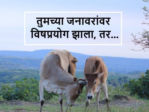 Be careful, if your dairy animals get poisoned, do this remedy | सावधान, तुमच्या जनावरांना विषबाधा झाली, तर असे करा उपाय