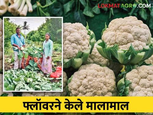 Farmers in Purandar became rich because of cauliflower farming | फ्लॉवरच्या शेतीतून पुरंदरमधील शेतकरी झाले मालामाल