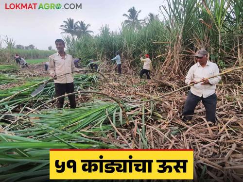 Sugarcane Farming : Sugarcane farming done by lawyers; One sugarcane weighs four and a half kilos | Sugarcane Farming : वकील करतायत उसाची शेती; एका उसाचे वजन भरलं साडेचार किलो