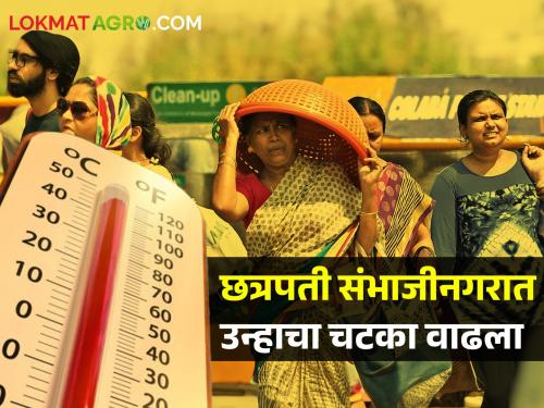 Chhatrapati Sambhajinagar recorded 43.4 degrees Celsius, after 24 hours... | छत्रपती संभाजीनगरमध्ये 43.4 अंश तापमानाची नोंद, 24 तासानंतर...