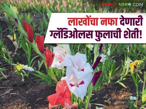 Gladiolus is a flower crop that gives a net profit of 10 lakhs per acre in 6 months! | Gladiolas : एका एकरातून ६ महिन्यात १० लाखांचा निव्वळ नफा देणारे ग्लॅडिओलस हे फुलपीक!