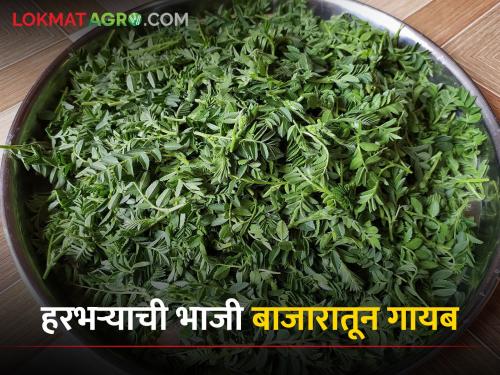 Harbhara vegetable has disappeared from the market, the gourmets are waiting for the spicy anchovy taste | हरभऱ्याची भाजी बाजारातून झाली गायब,चटकदार आंबट चवीची खवैय्यांना प्रतिक्षा