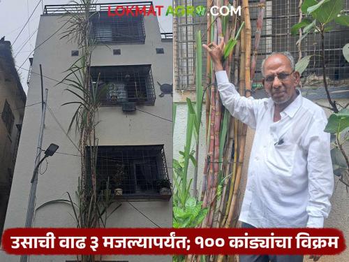 Sugarcane height of the sugarcane is 35 feet 100 canes for the sugarcane that grows up to three floors | 100 Ft. Sugarcane : बापरे! ऊसाची उंची ३५ फूट; तीन मजल्यापर्यंत वाढलेल्या ऊसाला १०० कांड्या