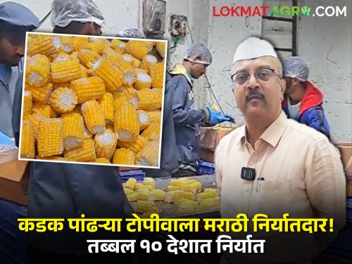 Marathi exporter rahul mhaske with a hard white cap Maize products are being exported to as many as 10 countries | कडक पांढऱ्या टोपीवाला मराठी निर्यातदार! तब्बल १० देशांत मक्याच्या पदार्थांची करतोय निर्यात