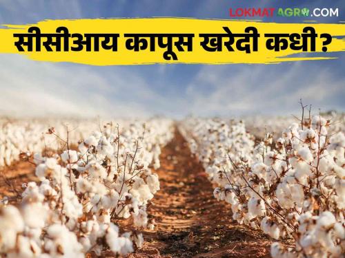 cotton collection center : Waiting for CCI to sell cotton to farmers | cotton collection center : शेतकऱ्यांना कापूस विक्री करण्यासाठी सीसीआयची प्रतीक्षा;  कापूस खरेदीचा मुहूर्त मिळेना 