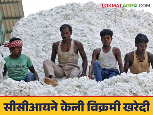 Cotton Market : CCI made a record purchase of 18 lakh quintals of cotton; Read in detail what you got | Cotton Market : सीसीआयने केली १८ लाख क्विंटल कापसाची विक्रमी खरेदी; काय मिळाला दर ते वाचा सविस्तर