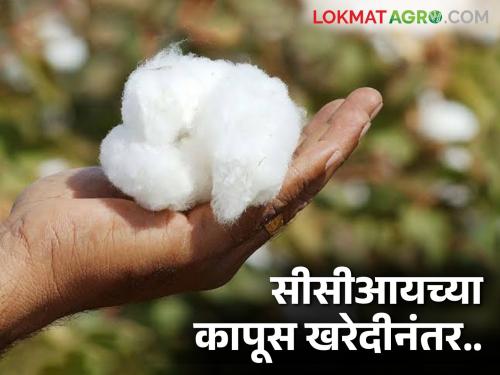 Latest News Cotton Market Even if CCI starts buying cotton see market price read in detail  | Cotton Market : सीसीआयची कापूस खरेदी सुरु तरीही बाजारात हमीभाव नाहीच, वाचा सविस्तर 