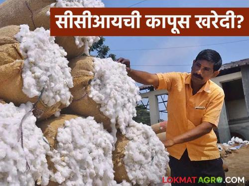 Latest News Cotton moisture below 12 percent see market price Read in detail  | Cotton Moisture : कापसाचा ओलावा 12 टक्क्यांच्या खाली असल्यास काय भाव मिळणार? वाचा सविस्तर 