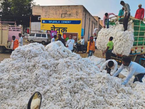 Cotton Market : Farmers should be careful while selling white gold at the guaranteed price center | Cotton Market : पांढऱ्या सोन्याची हमीभाव केंद्रात विक्री करताना शेतकऱ्यांनी 'ही' काळजी घ्या