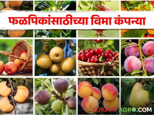 maharashtra state Which insurance company for which districts for fruit crop insurance scheme Learn | Crop Insurance | फळपिक विमा योजनेसाठी कोणत्या जिल्हांना कोणती विमा कंपनी? जाणून घ्या | Crop Insurance