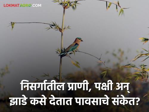 Monsoon Rain What is the relationship between baby deer and rain How do animals, birds and trees signal rain | Monsoon Rain : हरिणाच्या पिल्लांचा अन् पावसाचा काय आहे संबंध? प्राणी, पक्षी अन् झाडे कसा देतात पावसाचा संकेत?