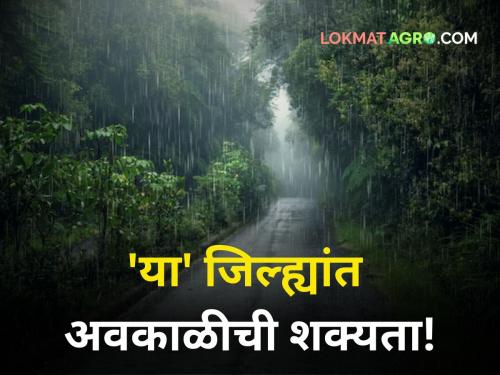 next three days possibility of bad weather heavy rain and hailstrome in maharashtra farmer rain weather updates | पुढील तीन दिवसांत 'या' जिल्ह्यांत अवकाळीची शक्यता! गुढीपाडव्याला कसे असेल हवामान?