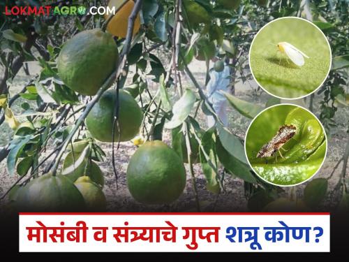 latest news Citrus Pest Management : Secret enemies of Citrus and Oranges; Read detailed measures to control scale, black and white flies | Citrus Pest Management: मोसंबी व संत्र्याचे गुप्त शत्रू; सायला, काळी व पांढरी माशी नियंत्रणाचे उपाय वाचा सविस्तर