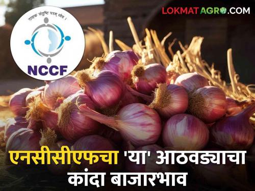 Latest News NCCF Onion Price Today's NCCF onion market price Know in detail  | NCCF Onion Price : एनसीसीएफचा 'या' आठवड्याचा कांदा बाजारभाव फुटला? जाणून घ्या सविस्तर