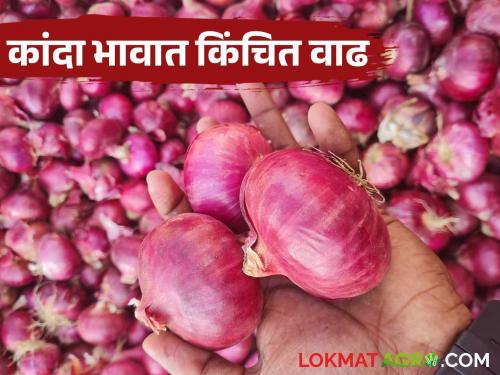 Kanda Bajar Bhav: Onion arrivals in Chakan Market Committee decrease; prices increase slightly | Kanda Bajar Bhav : चाकण बाजार समितीत कांद्याची आवक घटली; भावात किंचित वाढ