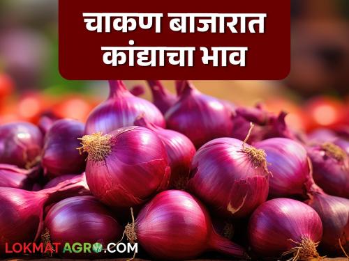 Kanda Bajar Bhav : Onion arrivals in Chakan Market Committee decreased; Why did the prices decrease and increase? | Kanda Bajar Bhav : चाकण बाजार समितीत कांद्याची आवक कमी; दर घटले का वाढले?