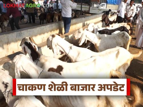 Goat market to remain open for four days on the occasion of Bakri Eid | Goat Market : बकरी ईद निमित्त शेळ्यांचा बाजार चार दिवस सुरू राहणार