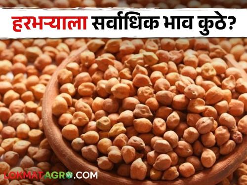 Latest News Todays Gram chana Market Price in maharashtra market yards check here | Gram Market : आज हरभऱ्याला सर्वाधिक भाव कुठे मिळाला? वाचा सविस्तर बाजारभाव 