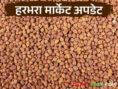 Latest News chana Market See market prices of chafa, red, and Kabuli harbhara Read in detail | Chana Market : चाफा, लाल, काबुली हरभऱ्याला काय दर मिळतोय? वाचा सविस्तर 