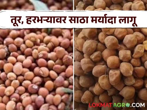 Latest News Limit on stocks of tur and chickpeas with Kabuli gram by central government | Tur Chana Stock : काबुली चणासह तूर आणि चण्याच्या साठ्यावर मर्यादा, नेमकं कारण काय? 