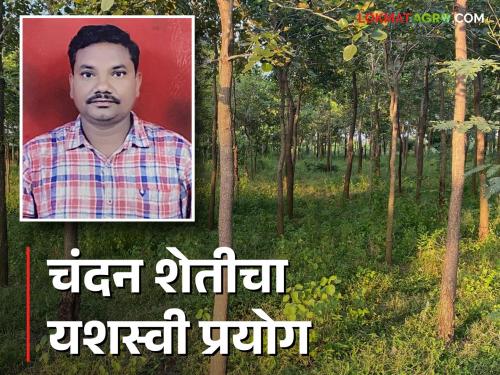 Sandalwood farming by BAMS doctor, successful experiment of thirteen hundred saplings in five acres, read in detail  | Sandalwood Farming : बीएएमएस डॉक्टराची चंदन शेती, पाच एकरांत तेराशे रोपट्यांचा यशस्वी प्रयोग, वाचा सविस्तर 