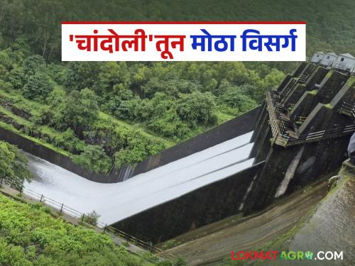 Chandoli Dam : Water release from Chandoli Dam increased; What percentage of water storage is there in the dam? | Chandoli Dam : चांदोली धरणातून पाण्याचा विसर्ग वाढवला; धरणात किती टक्के पाणीसाठा?