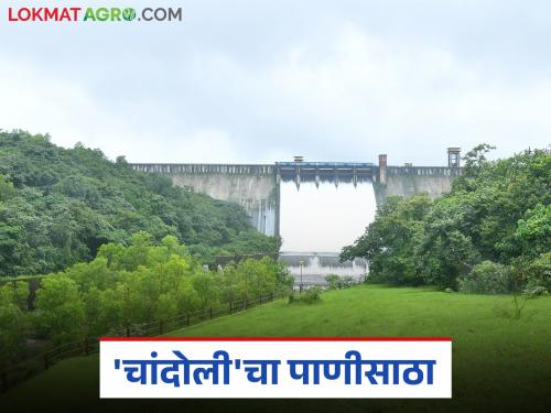 How much water is stored in the catchment area of this dam, which receives the highest rainfall in Maharashtra? | महाराष्ट्रात सर्वाधिक पाऊस पडणाऱ्या 'या' धरण पाणलोट क्षेत्रात किती पाणीसाठा?