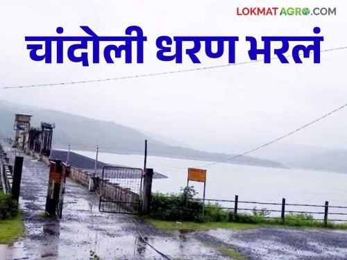 Chandoli Dam: Chandoli Dam is 100 percent full, 34.40 TMC water storage in the dam | Chandoli Dam : चांदोली धरण १०० टक्के भरले धरणात ३४.४० टीएमसी पाणीसाठा