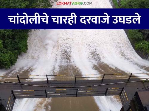 Chandoli Dam: Heavy rains in the catchment area of Chandoli Dam opened all the gates of the dam | Chandoli Dam : चांदोली धरणाच्या पाणलोट क्षेत्रात अतिवृष्टी सुरूच धरणाचे सर्व दरवाजे उघडले