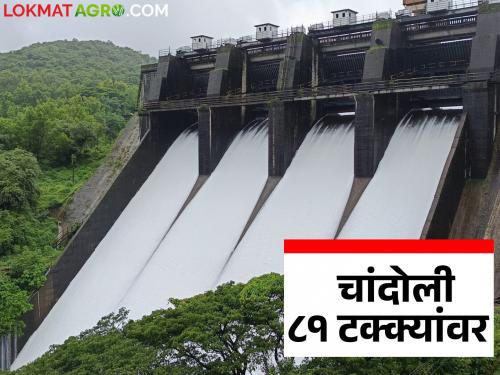 Chandoli 81.16 percent full; Water storage of major dams in Kolhapur, Sangli and Satara districts | चांदोली ८१.१६ टक्के भरले; कोल्हापूर, सांगली व सातारा जिल्ह्यातील प्रमुख धरणांचा पाणीसाठा