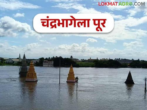 63 thousand cusecs of water released from Ujani and Veer dams; Chandrabhaga floods in Pandharpur | उजनी व वीर धरणातून ६३ हजार क्युसेकचा विसर्ग सुरू; पंढरपुरात चंद्रभागेला पूर