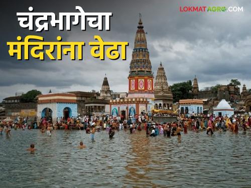 Chandrabhaga River Increase in water level of Chandrabhaga River; Water surrounds the Pundalik temple and other temples | Chandrabhaga River चंद्रभागा नदीच्या पाणीपातळीत वाढ; पुंडलिक मंदिरासह इतर मंदिरांना पाण्याचा वेढा