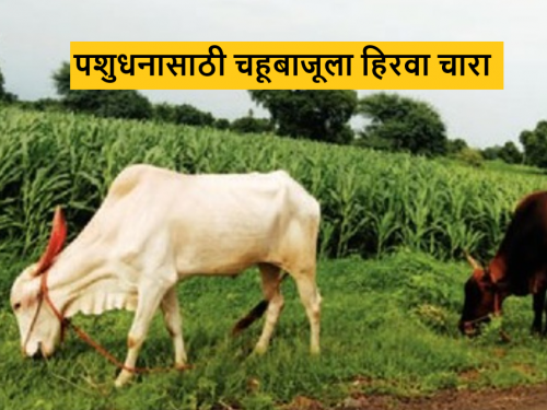 Latest News Agriculture News Green grass fodder available for livestock farmers animals | Agriculture News : जनावरांसाठी चाऱ्याची चिंता मिटली, डोंगर अन् माळरान गवताने हिरवेगार 