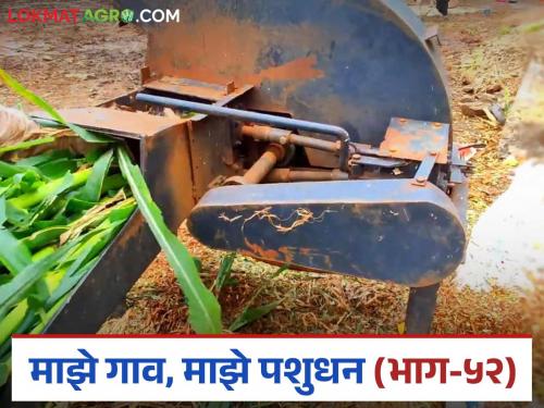 How does the use of chaff cutter machines in dairy farming save on fodder? Read in detail | दुग्धव्यवसायात कडबाकुट्टी मशीनचा वापर केल्यामुळे कशी होते चाऱ्यात बचत? वाचा सविस्तर