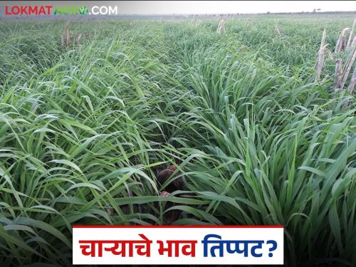 latest news Hirava Cara: Green fodder prices increase threefold due to lack of rain Read in detail | Hirava Cara : पावसाअभावी हिरव्या चाऱ्याच्या दरात तिप्पट वाढ वाचा सविस्तर