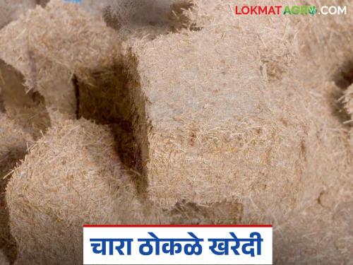 Latest News How to prepare fodder blocks for animals at home and how online order Read in detail | Fodder Block : जनावरांसाठी चारा ठोकळे घरच्या घरी कसे तयार करायचे? वाचा सविस्तर 