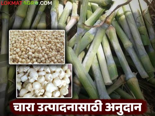 100 percent subsidy will be provided under this scheme for the cultivation of fodder for seeds and cutting; Read in detail | चाऱ्यासाठी वैरणींच्या बियाण्या ब ठोंबाकरीता या योजनेतून मिळणार १०० टक्के अनुदान; वाचा सविस्तर