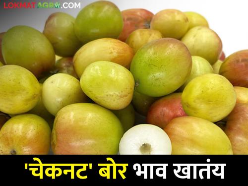 This year, the farmer who will make rich by check nut ber market rate | यंदा 'चेकनट' बोरं करणार शेतकऱ्याला मालामाल