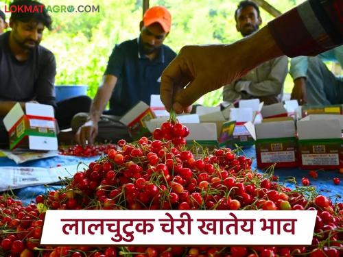 Latest news Cherry fruit in demand in market in just one month of season | केवळ एक महिन्याचा सिजन, 'या' फळाला बाजारात प्रचंड मागणी, कसा आहे दर? 