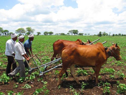 Millet Cultivation: Millet will be sown on 200 hectares in this district | Millet Cultivation: या जिल्ह्यात २०० हेक्टरवर होणार 'मिलेट'ची पेरणी