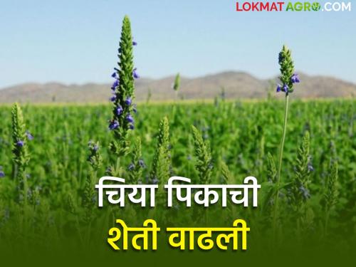 No more water, no money, how is chia farming profitable? | ना जास्त पाणी, ना पैसा, चियाची शेती फायदेशीर कशी? 