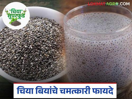 Chia Seeds: latest news These are the miraculous benefits of chia seeds, read in detail | Chia Seeds: चिया बियांचे असे आहेत चमत्कारी फायदे वाचा सविस्तर