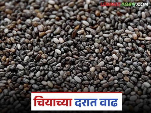 latest news Chia Market: Chia price jumps by 'so many' rupees per quintal! Know the details | Chia Market: चियाच्या दरात क्विंटलमागे 'इतक्या' रुपयांची उसळी! जाणून घ्या सविस्तर