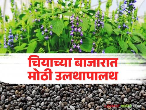latest news Chia Market: Upheaval in the chia market; Big drop in prices after record highs Read in detail | Chia Market : चियाच्या बाजारात उलथापालथ; विक्रमानंतर दरात मोठी घसरण वाचा सविस्तर