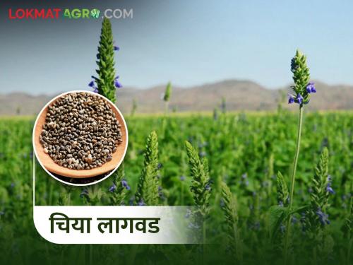 How to cultivation of chia crop? | चिया पिकाची लागवड कशी करावी?