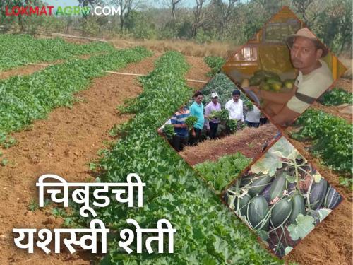 Farmer Success Story: The success story of farmer Lahu Khapare who produced four and a half tons of chibud vegetable per acre | Farmer Success Story : एक एकरमध्ये साडेचार टन चिबूड उत्पादन घेणारे शेतकरी लहू खापरेंची यशकथा