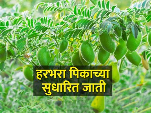 What are the improved varieties of gram? | हरभरा पिकाचे सुधारित वाण कोणते?