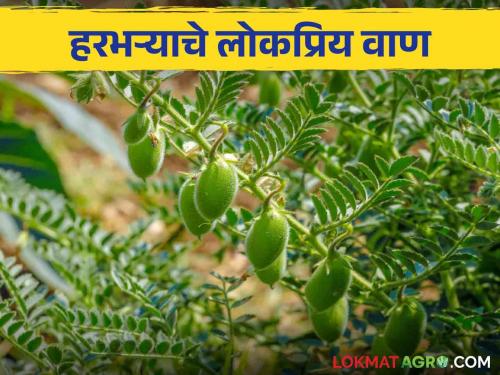 Cultivation of chick pea? These are the famous varieties of gram chick pea in Maharashtra read in detail | हरभरा पेरणी करताय? हे आहेत महाराष्ट्रातील हरभऱ्याचे फेमस वाण.. वाचा सविस्तर